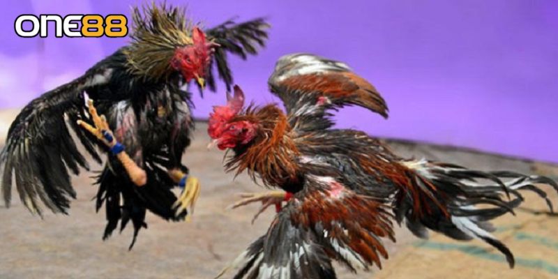 Câu hỏi thường gặp khi thực hiện đá gà cựa sắt dành cho tân thủ